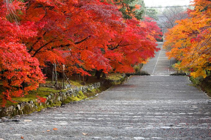 京都 紅葉 インスタ映え スポット