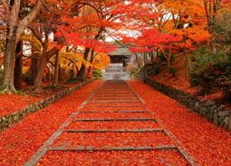 京都 紅葉 インスタ映え スポット