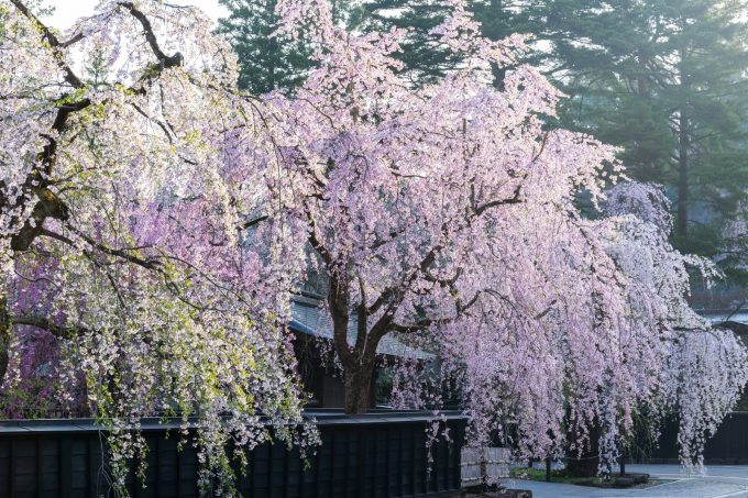 桜の花言葉は 染井吉野や枝垂桜と八重桜等の種類別に開花時期一覧 金魚のおもちゃ箱