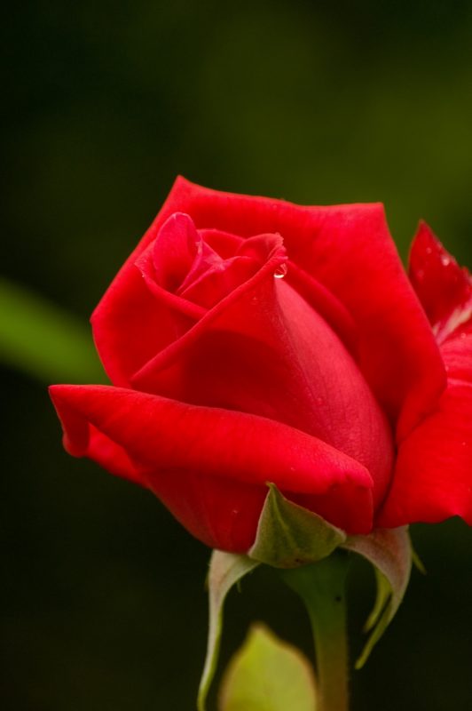 バラ 薔薇 の花言葉を本数別に意味を紹介 花束で差をつける方法 金魚のおもちゃ箱