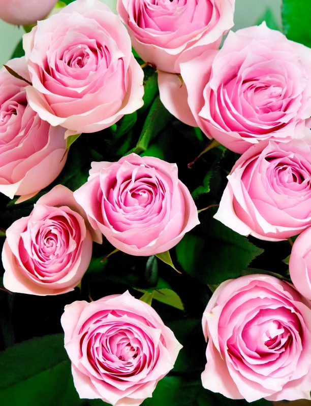 バラ 薔薇 の花言葉を本数別に意味を紹介 花束で差をつける方法 金魚のおもちゃ箱