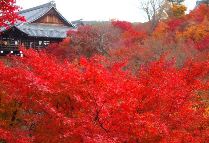 京都 紅葉 インスタ映え スポット