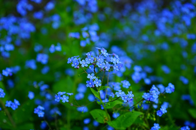 forget-me-not-1365857_640