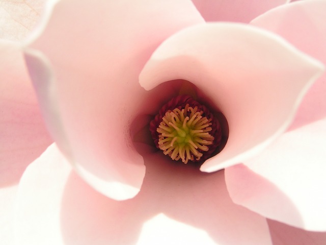magnolia-265992_640