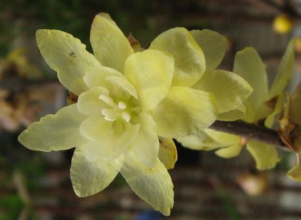 蝋梅　ロウバイ　香り　花言葉　とは　黄梅　違い　種類　開花時期