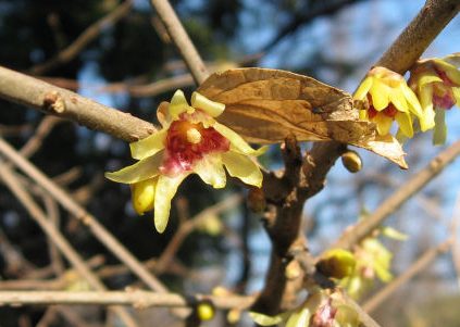 蝋梅　ロウバイ　香り　花言葉　とは　黄梅　違い　種類　開花時期