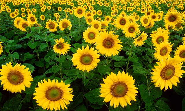 sunflowers-1180973_640