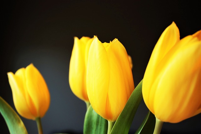 tulip-1031514_640