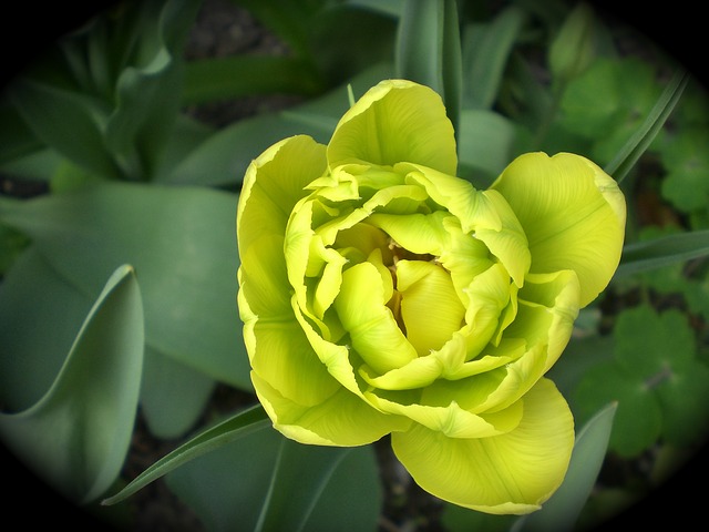 tulip-284829_640