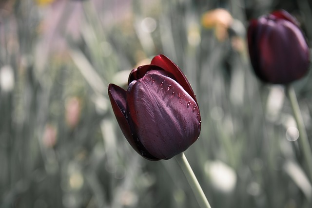 tulip-670643_640
