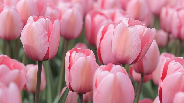 tulips-1362913_640