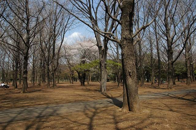 yoyogi-park-738688_640